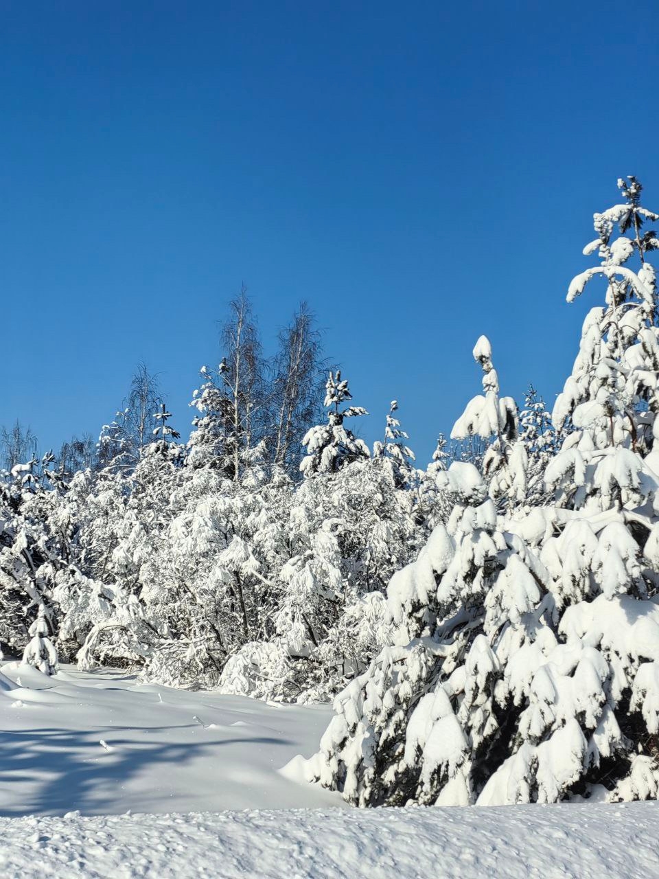Виды, ради которых возвращаются: 4