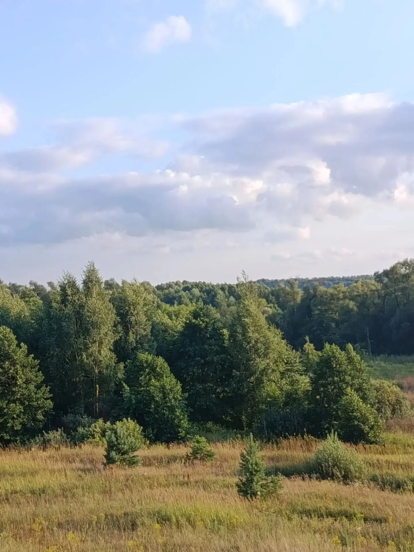 Панорама долины: лес, поле и облака в вечернем свете